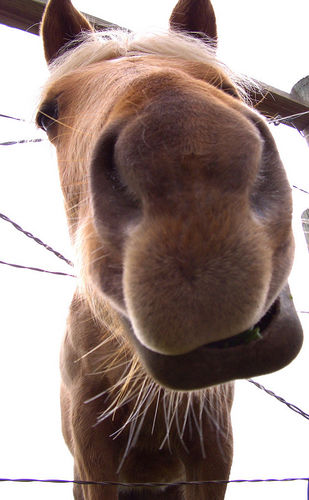 Horses can get relief from flies, mosquitoes, and horse flies - as well as their riders.