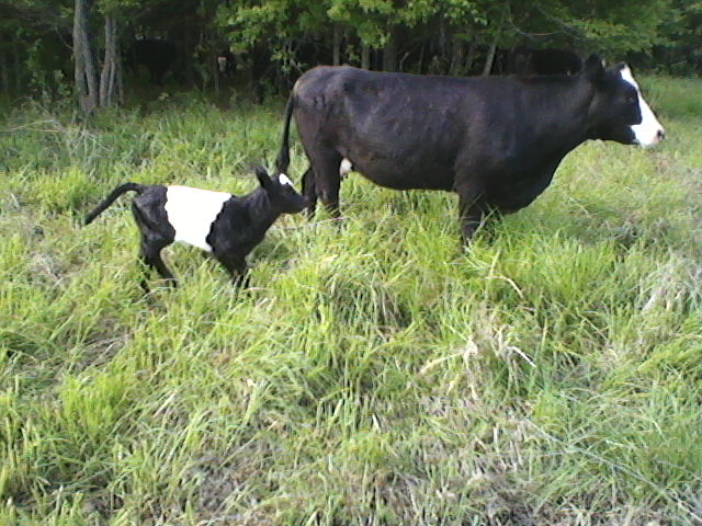 New calf, Socks, keeping up with mom in tall grass.