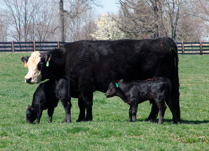 Flies are more than nuisances around cattle. Basic H can be used to reduce or eliminate infestations.